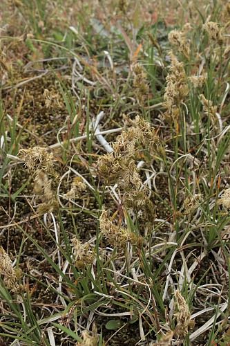 Sylt (North Sea)
sedge (Carex sp.)<br />
Naturschutz, Flora - Dünen-/Strandvegetation, Insel, Küstenschutz, Geographie - Gemäßigt
Susanna Knotz